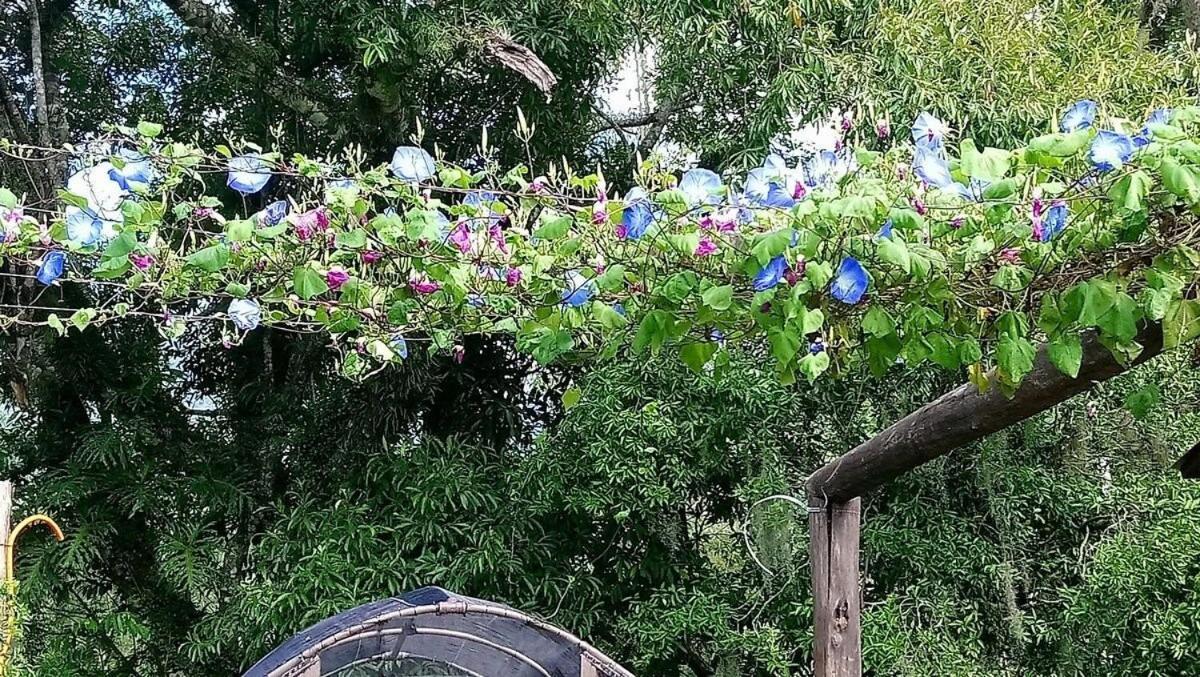 Tiny House Garden - Aparados Da Serra - Sc Villa Praia Grande  Ngoại thất bức ảnh